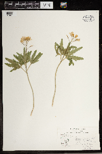 Cardamine concatenata image