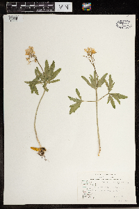 Cardamine concatenata image