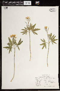 Cardamine concatenata image