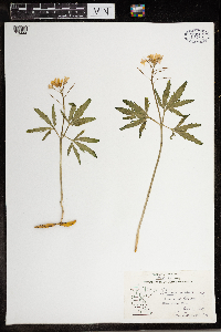 Cardamine concatenata image