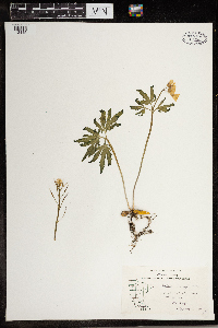 Cardamine concatenata image