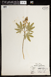 Cardamine concatenata image