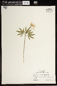 Cardamine concatenata image