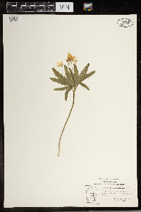 Cardamine concatenata image