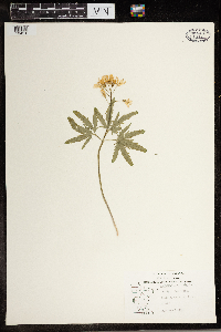 Cardamine concatenata image