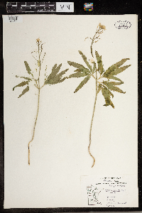 Cardamine concatenata image