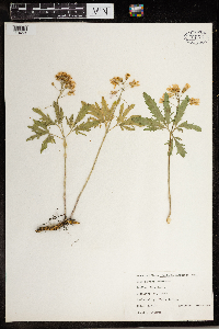 Cardamine concatenata image