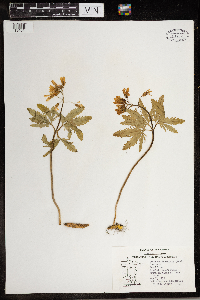 Cardamine concatenata image