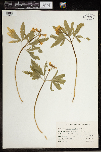 Cardamine concatenata image