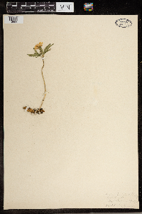 Cardamine concatenata image