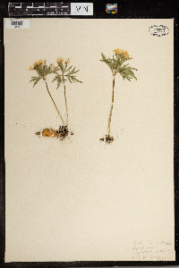 Cardamine concatenata image