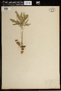 Cardamine concatenata image