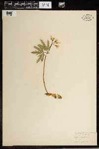 Cardamine concatenata image
