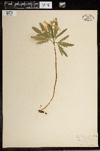 Cardamine concatenata image