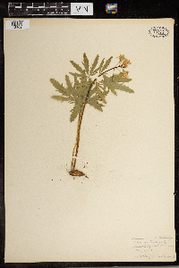 Cardamine concatenata image