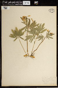 Cardamine concatenata image