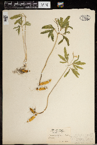 Cardamine concatenata image