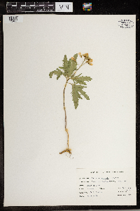 Cardamine concatenata image