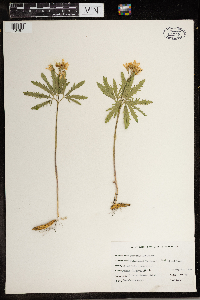 Cardamine concatenata image