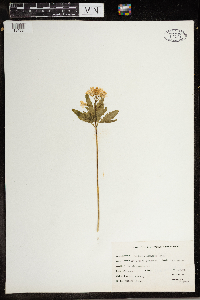 Cardamine concatenata image