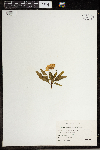 Cardamine concatenata image