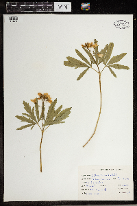 Cardamine concatenata image