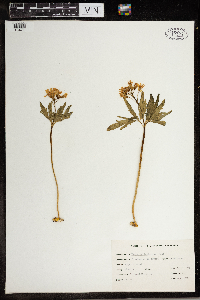 Cardamine concatenata image