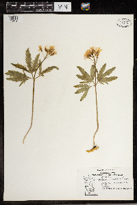 Cardamine concatenata image