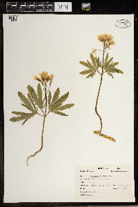 Cardamine concatenata image