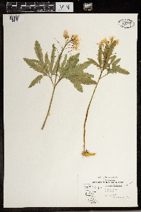 Cardamine concatenata image