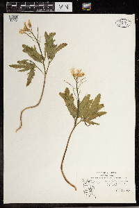 Cardamine concatenata image
