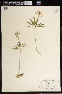 Cardamine concatenata image