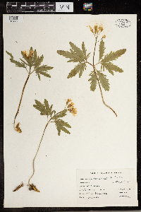 Cardamine concatenata image