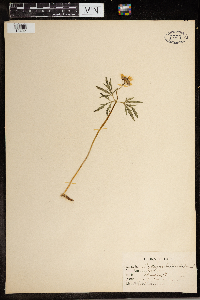 Cardamine concatenata image
