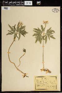 Cardamine concatenata image