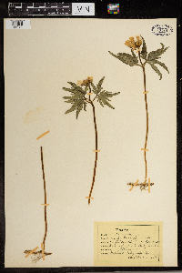 Cardamine concatenata image