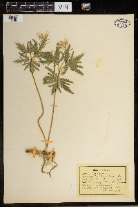 Cardamine concatenata image