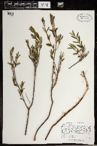 Kalmia polifolia image