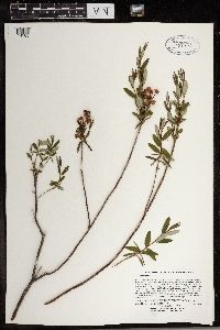 Kalmia polifolia image