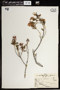 Kalmia polifolia image