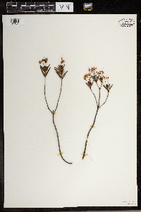 Kalmia polifolia image