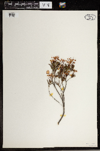 Kalmia polifolia image