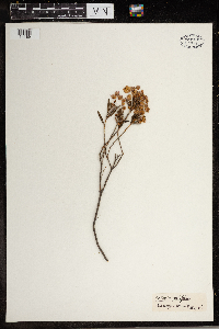 Kalmia polifolia image