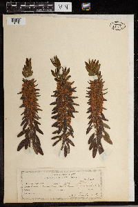 Kalmia angustifolia image