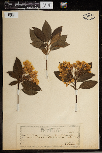 Kalmia latifolia image