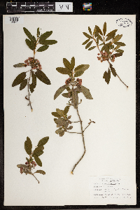 Kalmia angustifolia image