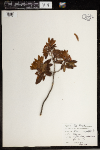 Kalmia angustifolia image