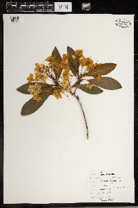 Kalmia latifolia image