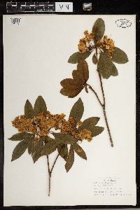 Kalmia latifolia image