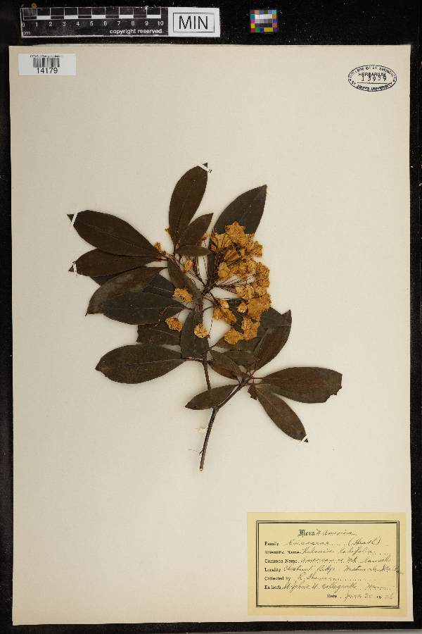 Kalmia latifolia image